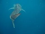 Djibouti - Whale Shark in the Gulf of Aden - 13